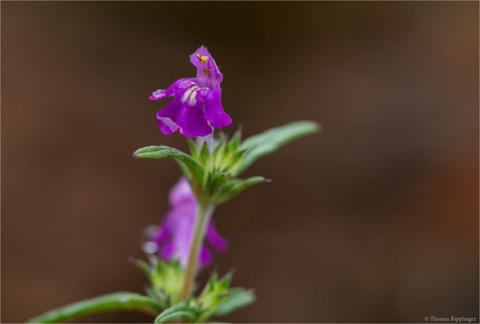 Schmalblättrige Hohlzahn (Galeopsis angustifolia)...