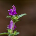 Schmalblättrige Hohlzahn (Galeopsis angustifolia)...