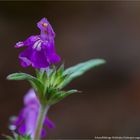 Schmalblättrige Hohlzahn (Galeopsis angustifolia)....