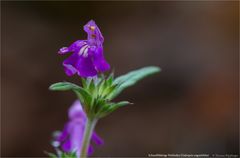 Schmalblättrige Hohlzahn (Galeopsis angustifolia)....