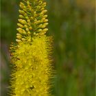 Schmalblättrige Steppenkerze (Eremurus stenophyllus)