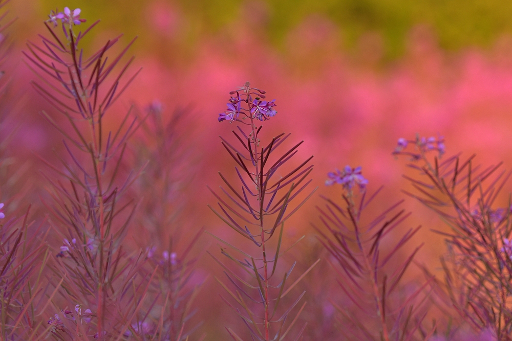 Schmalblättrige Weidenröschen: Die Rosa – Macher