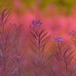 Schmalblättrige Weidenröschen: Die Rosa – Macher