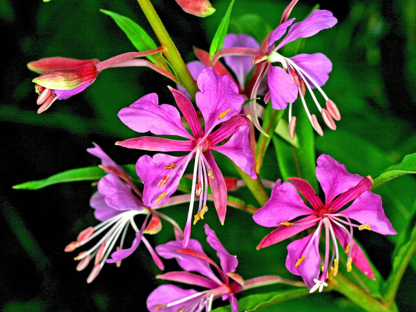 Schmalblättrige Weidenröschen (Epilobium angustifolium) .....