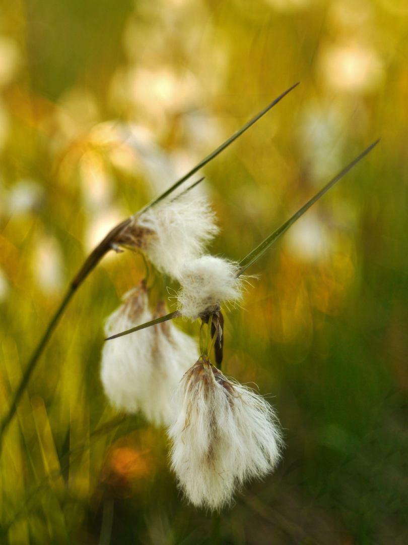 Schmalblättrige Wollgras (Eriophorum angustifolium)