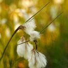 Schmalblättrige Wollgras (Eriophorum angustifolium)