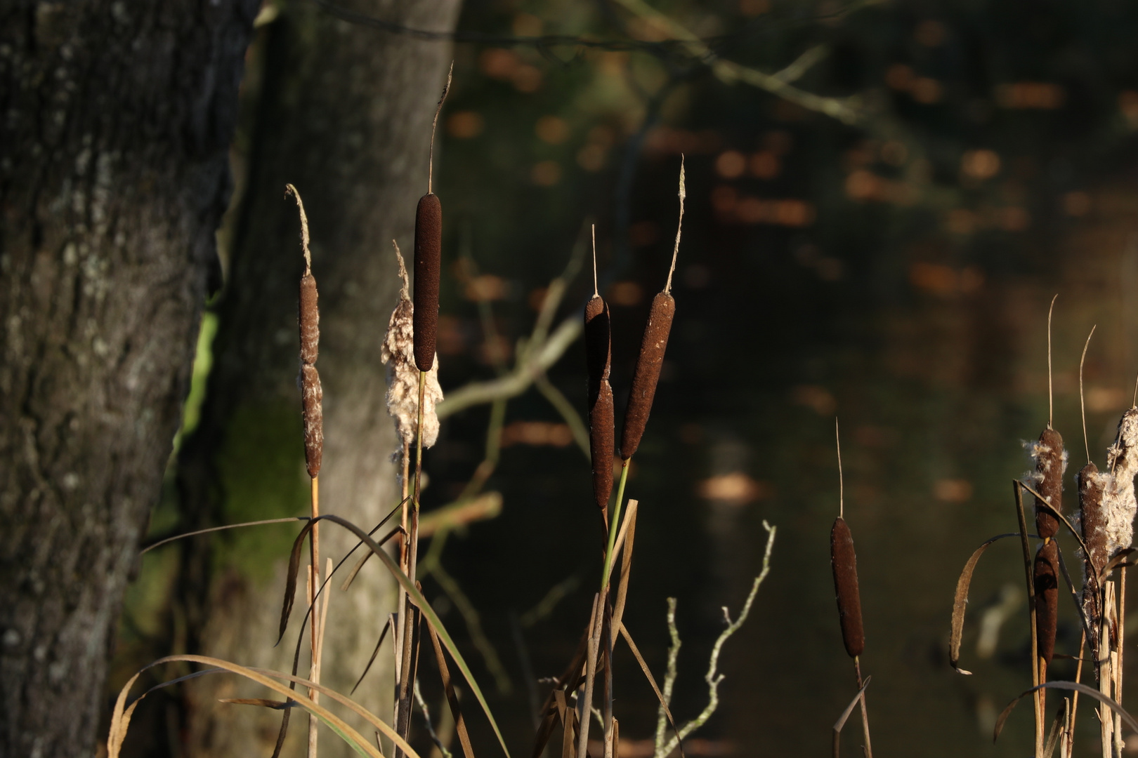 Schmalblättriger Rohrkolben am Rande eines Teiches im Herbst