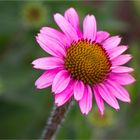 Schmalblättriger Scheinsonnenhut (Echinacea angustifolia)