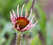 Schmalblättriger Scheinsonnenhut (Echinacea angustifolia) . von Thomas Ripplinger 