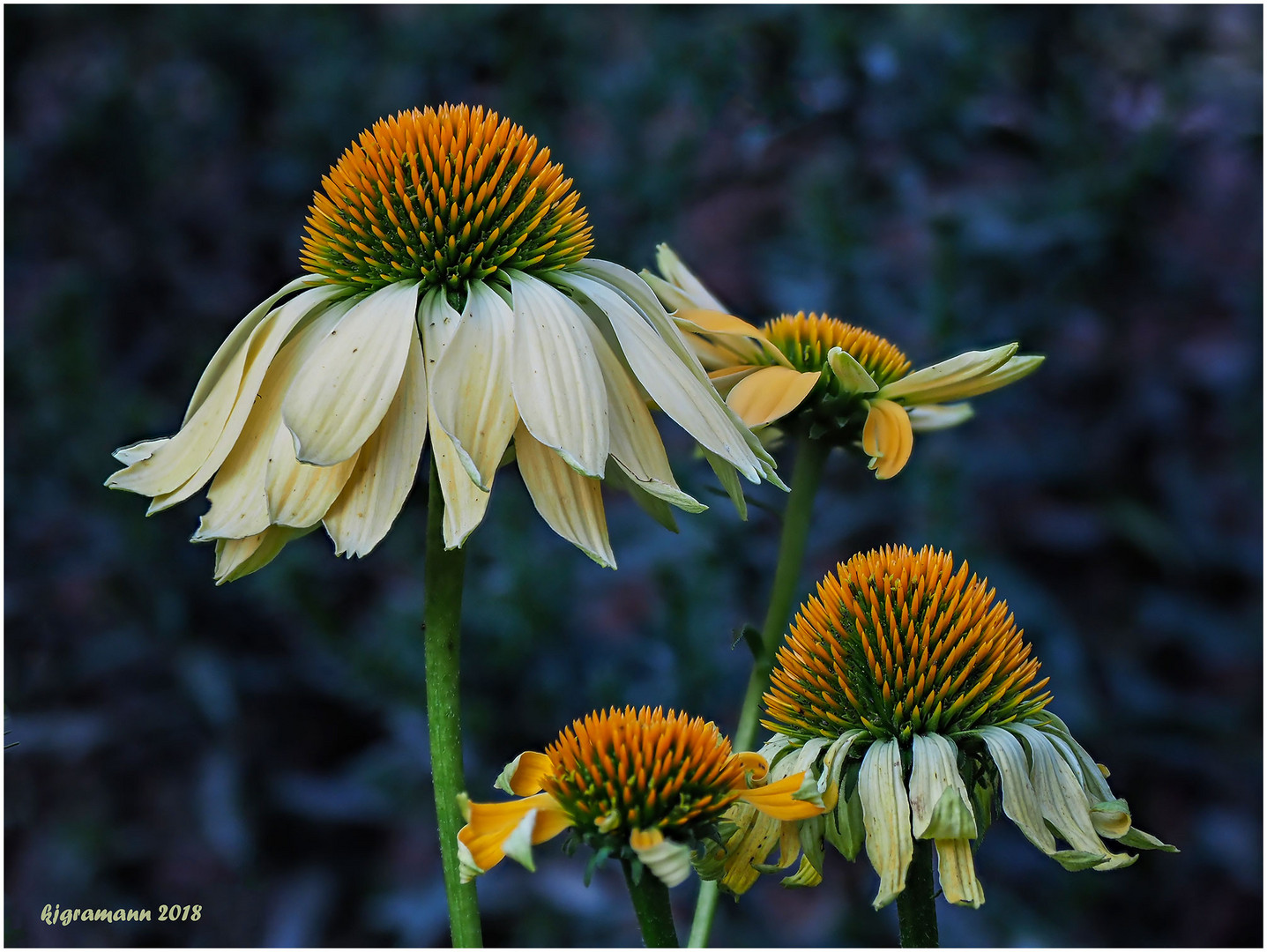 schmalblättriger sonnenhut (echinacea angustifolia)....