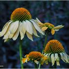 schmalblättriger sonnenhut (echinacea angustifolia)....