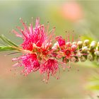 Schmalblättriger Zylinderputzer (Callistemon linearis)..