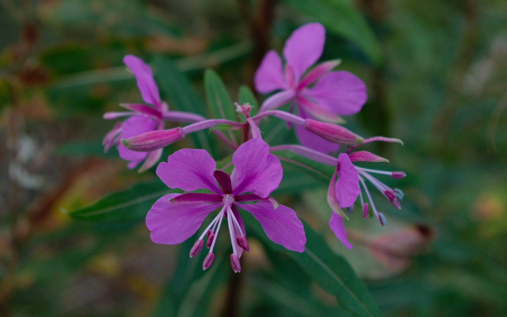 Schmalblättriges Weidenröschen (Epilobium angustifolium)