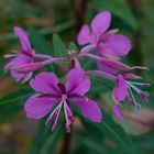 Schmalblättriges Weidenröschen (Epilobium angustifolium)