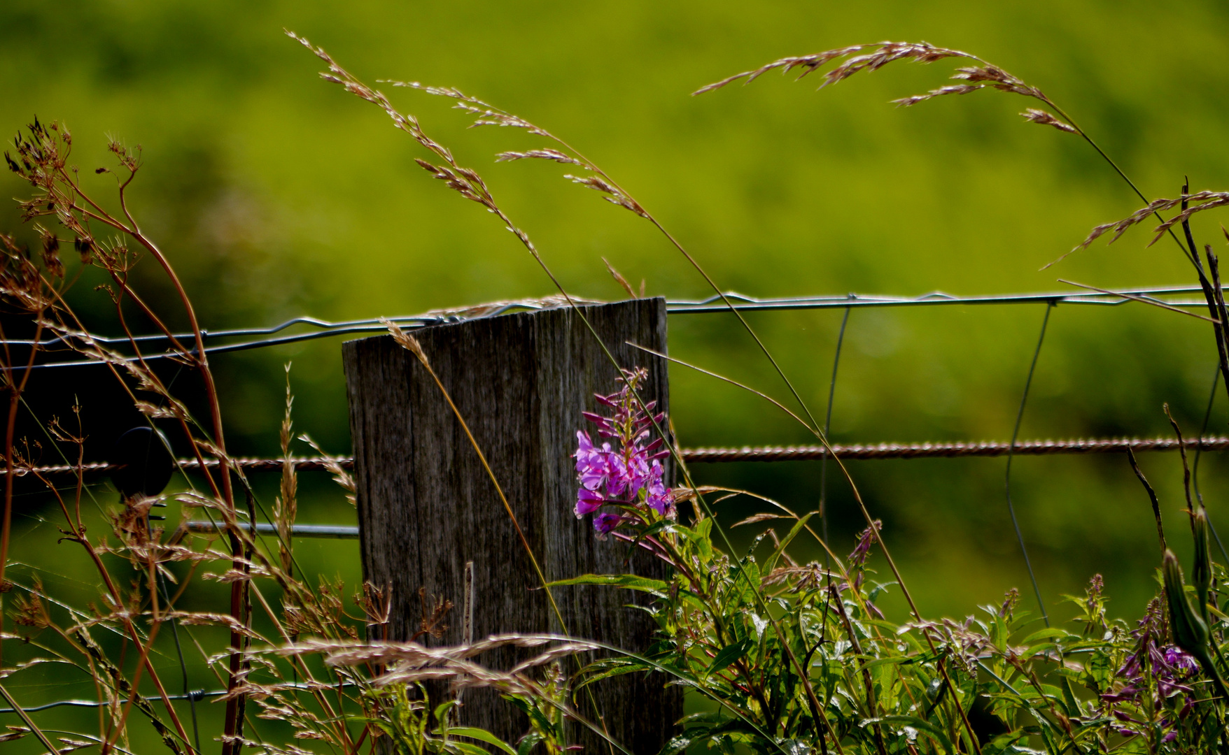 Schmalblättriges Weidenröschen (Epilobium angustifolium)