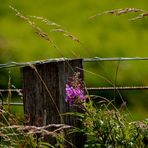 Schmalblättriges Weidenröschen (Epilobium angustifolium)