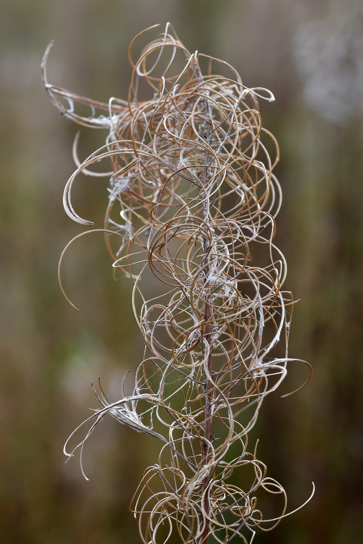 Schmalblättriges Weidenröschen (Epilobium angustifolium); Fruchtstand