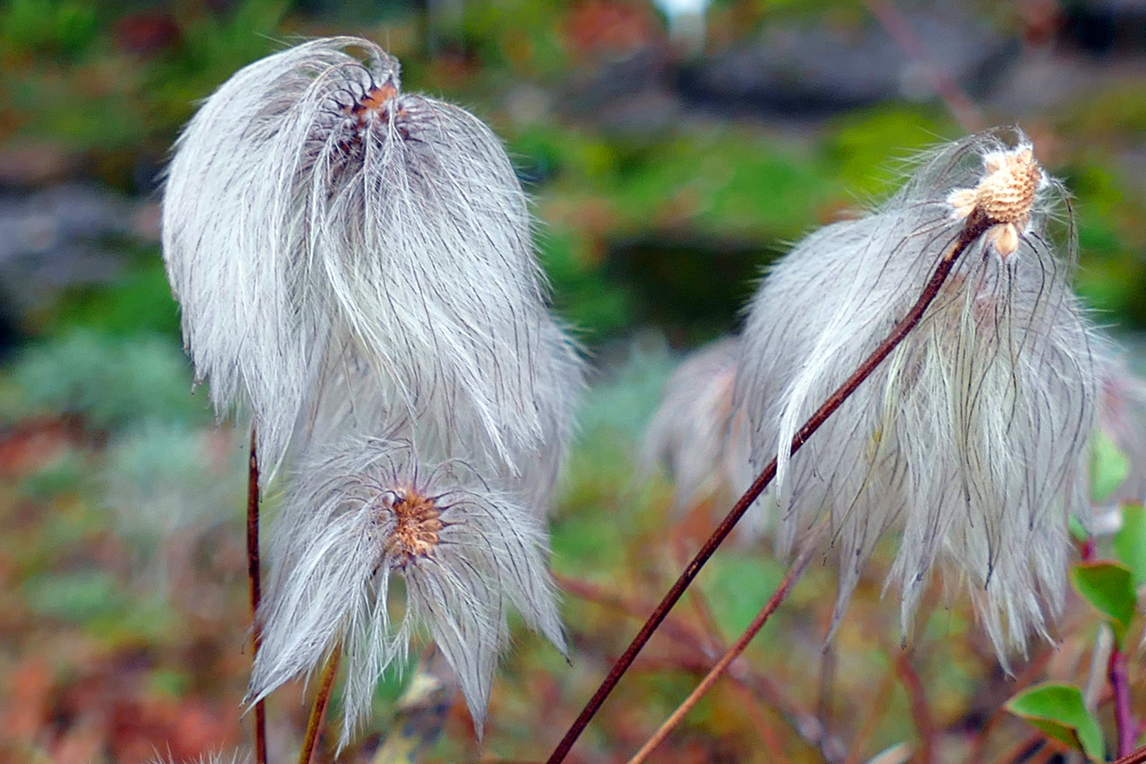 Schmalblättriges Wollgras