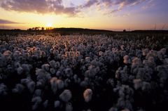 Schmalblättriges Wollgras bei Sonnenuntergang