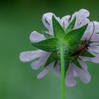 Schmalbock an einer Acker-Witwenblume im Morgentau