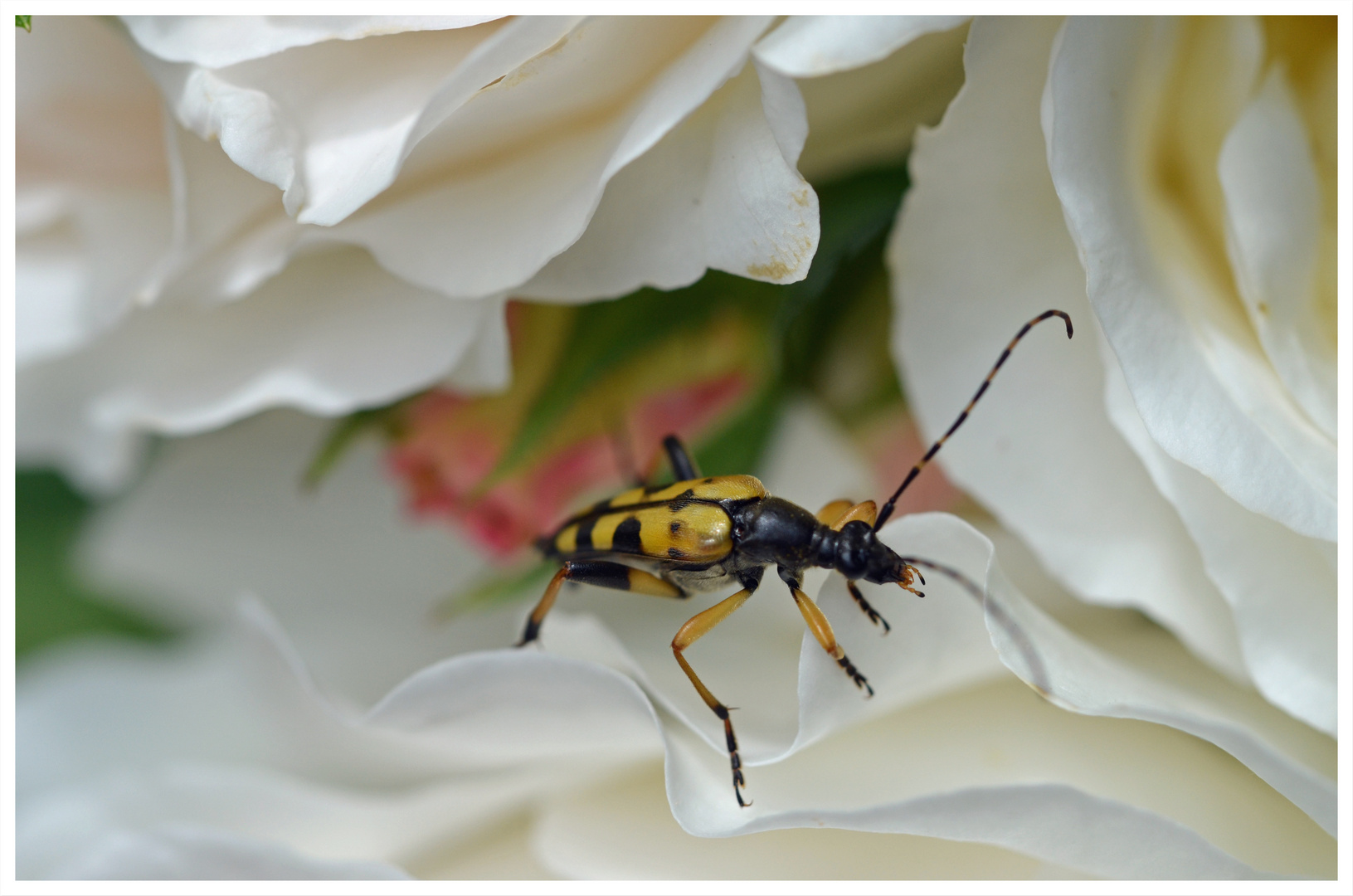 Schmalbock in der Rosenblüte