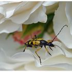 Schmalbock in der Rosenblüte