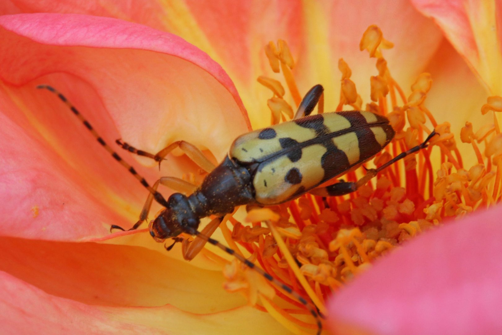 Schmalbockkäfer auf einer Rosenblüte