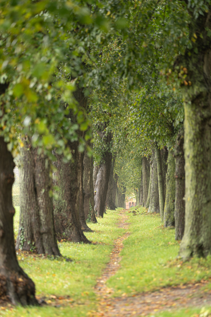 schmale Allee