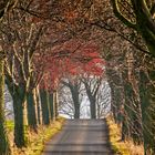 Schmale alte Alle im herbstlich sonnige Dunst