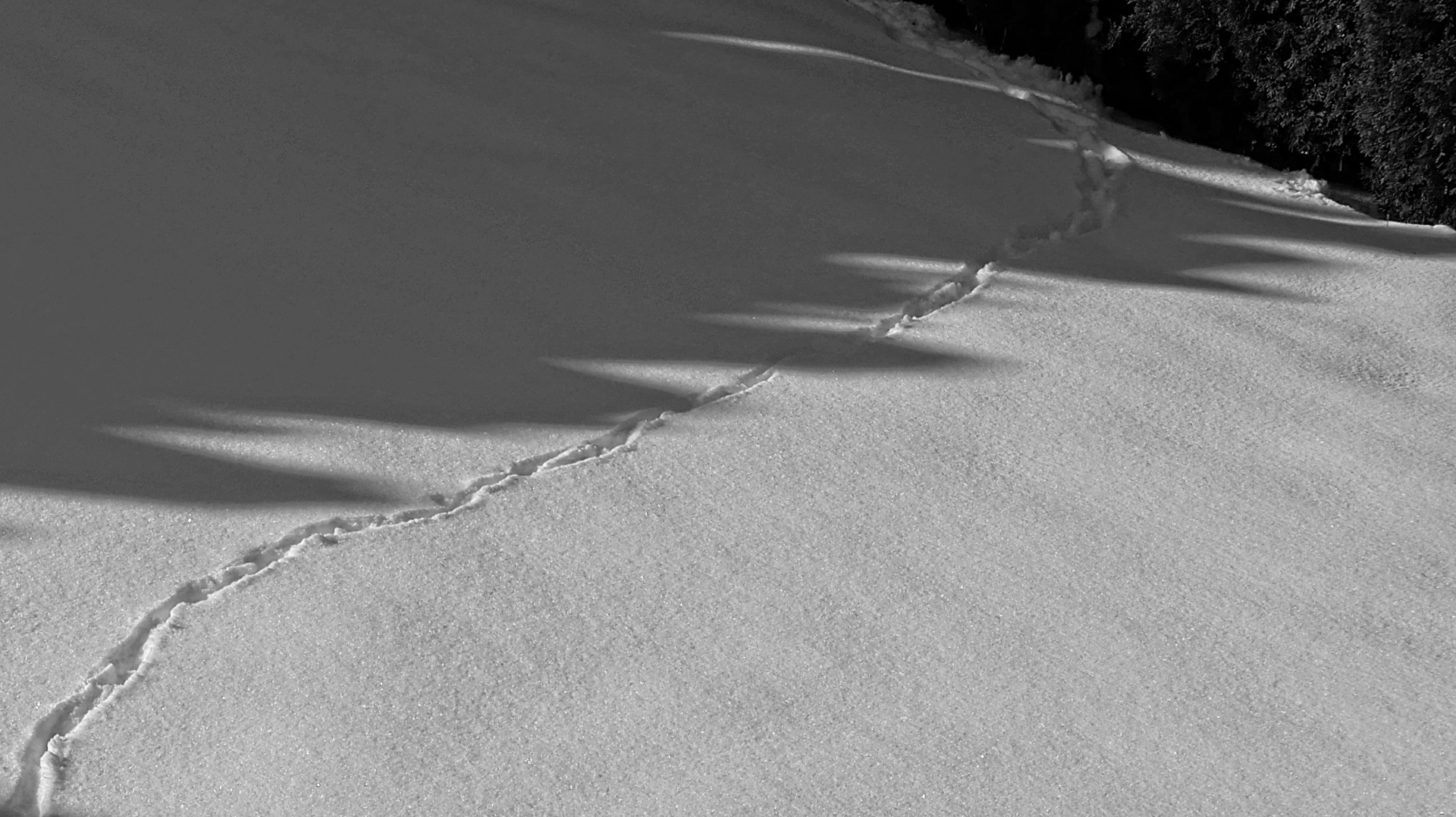 Schmale Spur im Schnee in Schwarzweiß