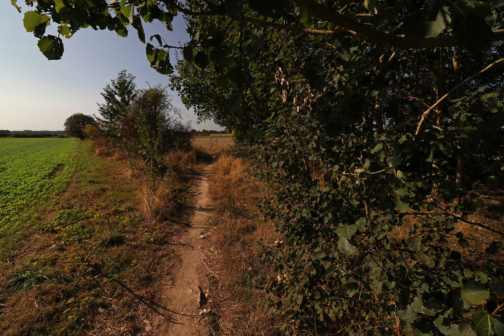 Schmaler Pfad am Feld