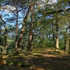 Schmaler Pfad im sonnigen Eichenwald