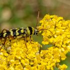 Schmaler Rinden-Widderbock (Plagionotus floralis)