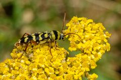 Schmaler Rinden-Widderbock (Plagionotus floralis)