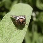 Schmalflügelige Erdeule (Agrotis puta)