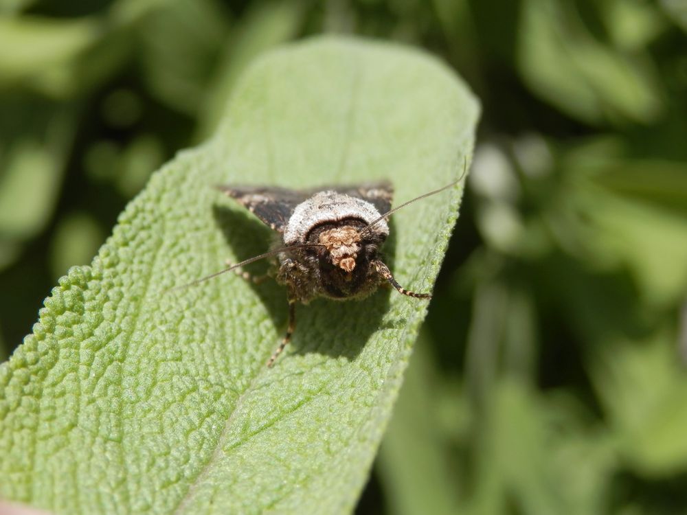 Schmalflügelige Erdeule (Agrotis puta)