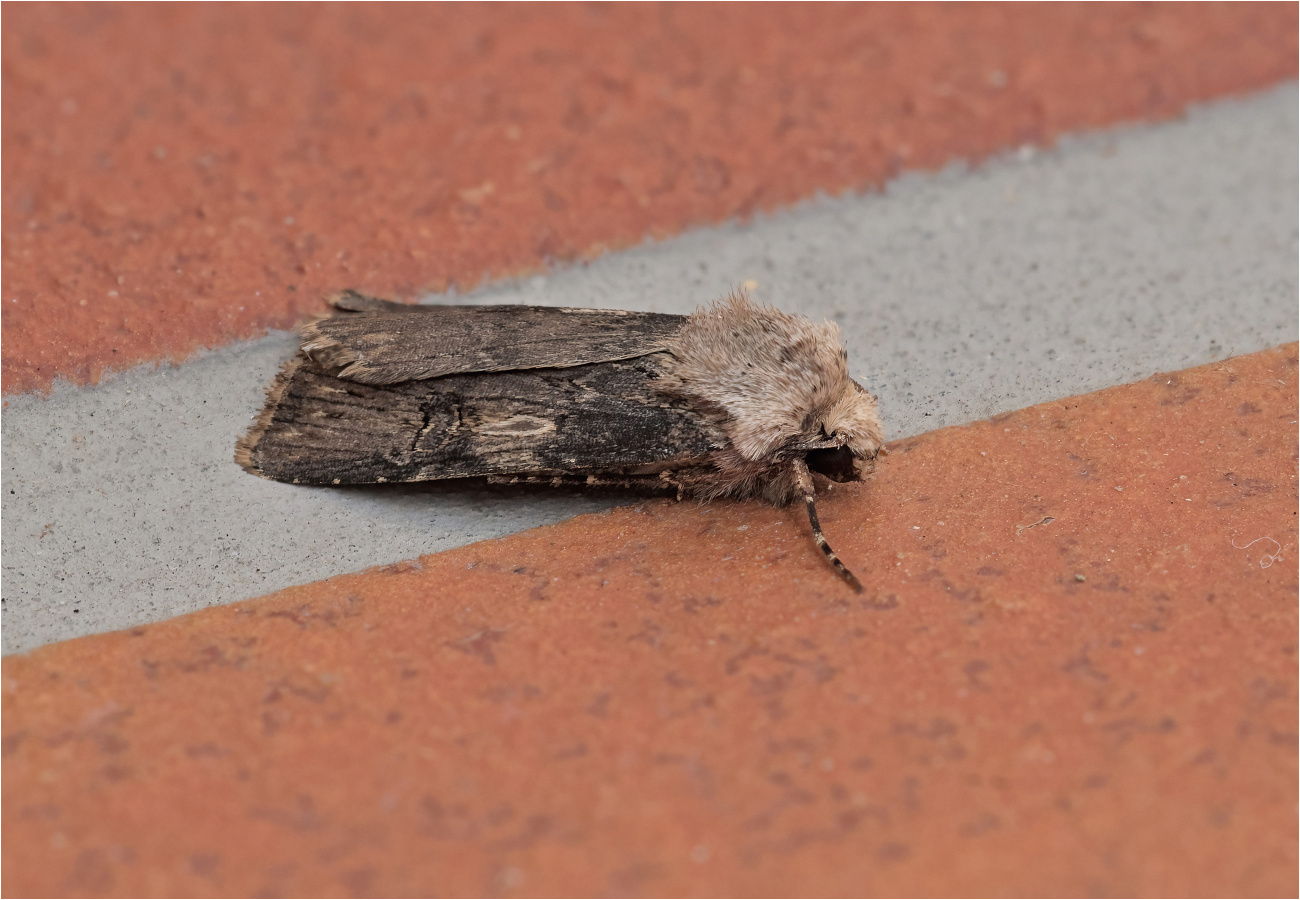 Schmalflügelige Erdeule (Agrotis puta)