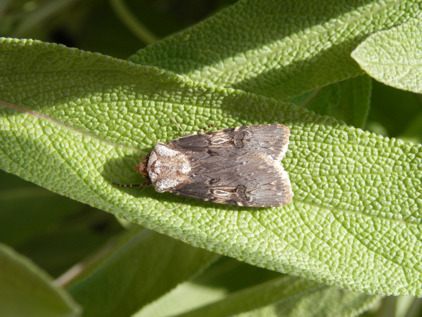 Schmalflügelige Erdeule (Agrotis puta)