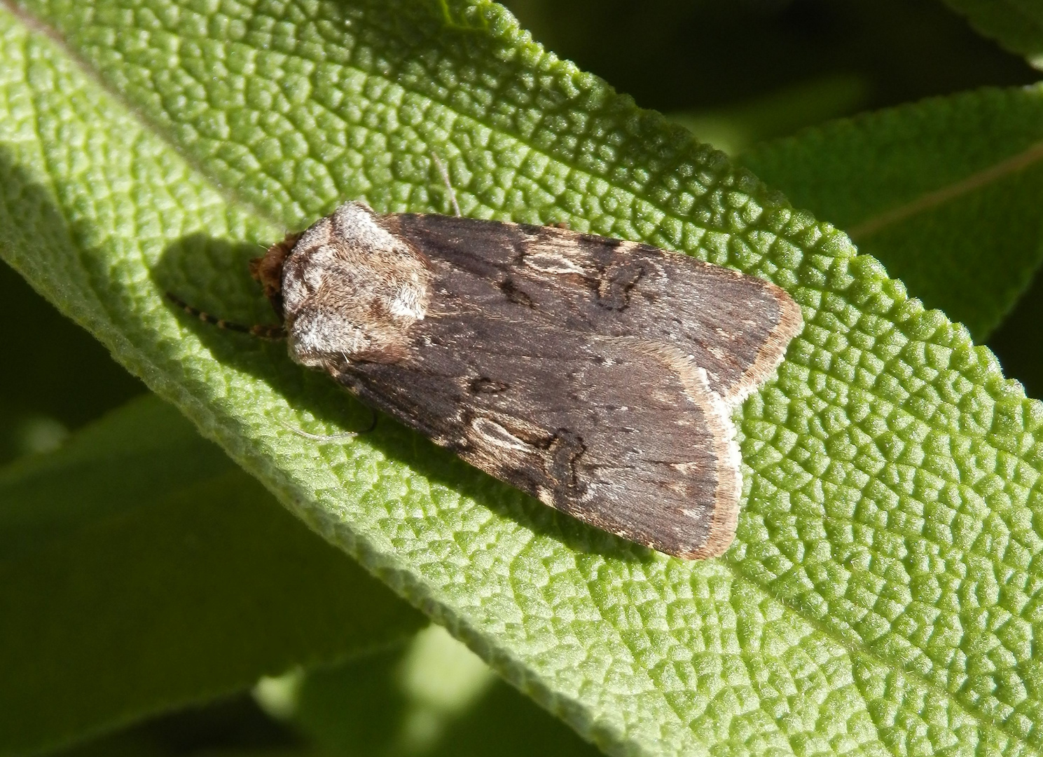 Schmalflügelige Erdeule (Agrotis puta) auf Salbei