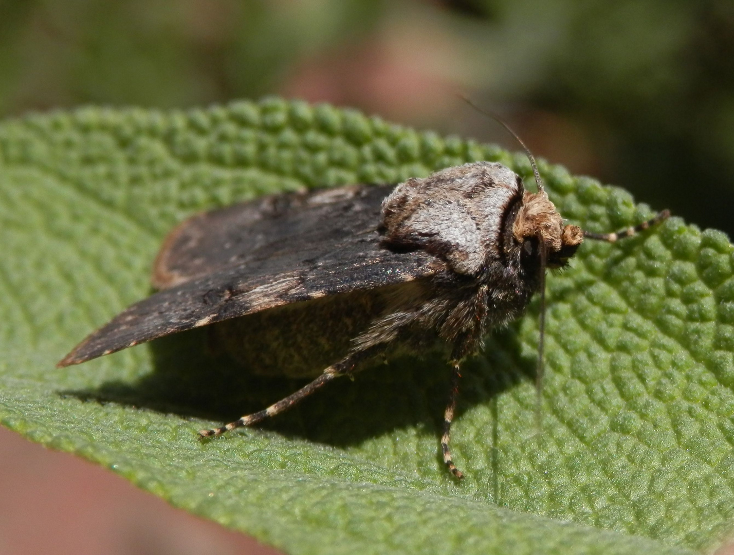 Schmalflügelige Erdeule (Agrotis puta) auf Salbei