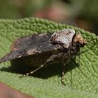 Schmalflügelige Erdeule (Agrotis puta) auf Salbei