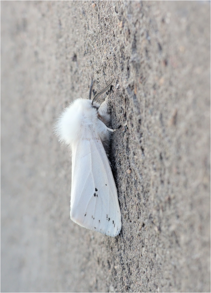 Schmalflügeliger Fleckleibbär (Spilosoma urticae)