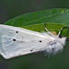 Schmalflügeliger Fleckleibbär (Spilosoma urticae) - L'Ecaille de l’Ortie.