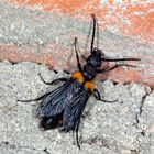 Schmalflügliger Pelzbienenölkäfer (Sitaris muralis) - 1