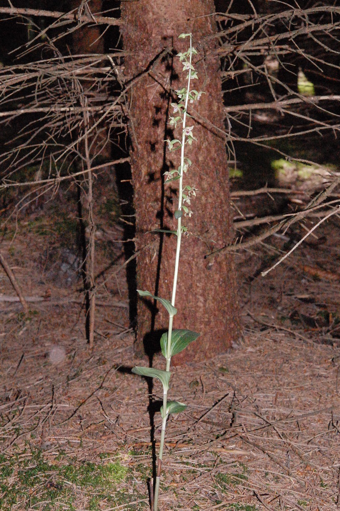 Schmallippige Stendelwurz(Epipactis leptochila  subsp. neglecta?) bei Hüfingen am 27.7.09