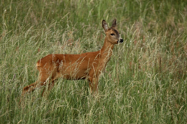 Schmalreh