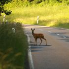 Schmalreh am ziehen oder Verkehrsgefährdung?