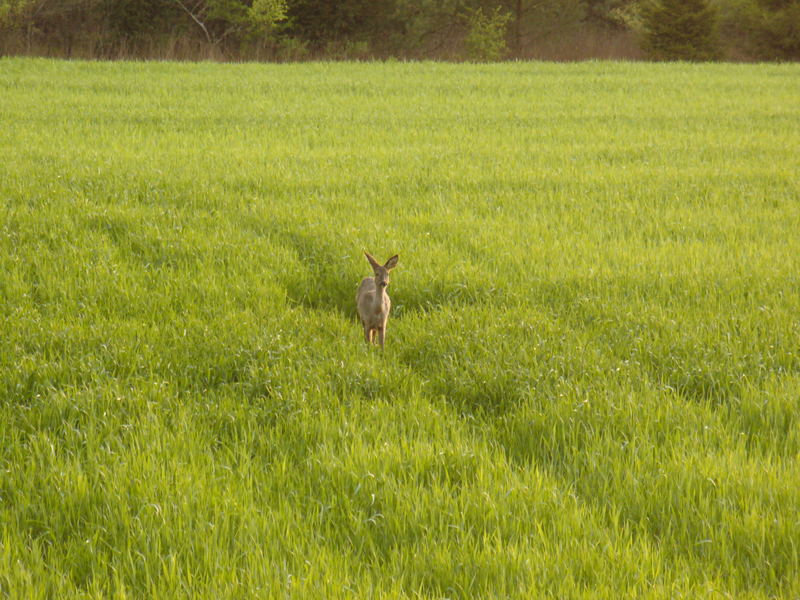 schmalreh im getreide