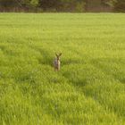 schmalreh im getreide