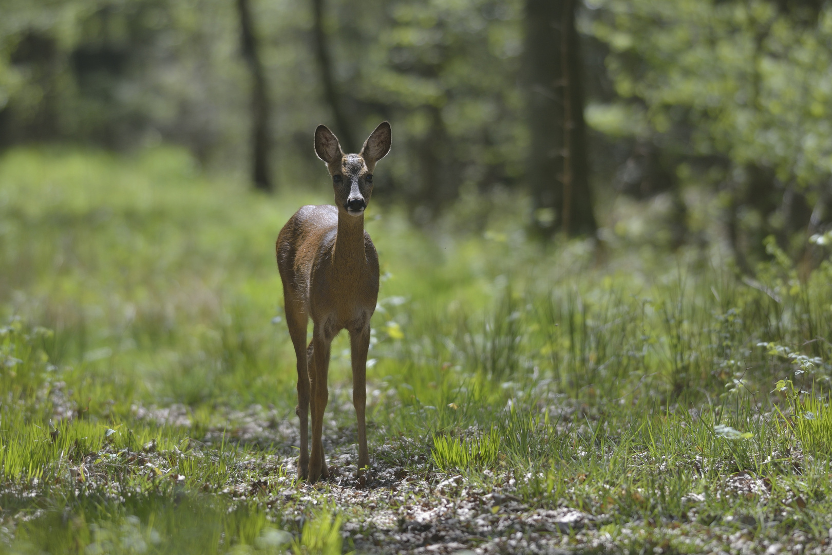 Schmalreh im Wald